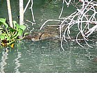 Photo: Coccodrillo nel Black River