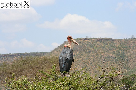 Safari Tsavo - Cicogna