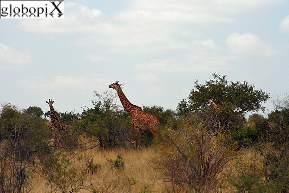 Safari Tsavo - Giraffe
