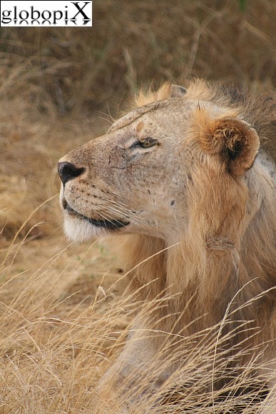 Safari Tsavo - Leone