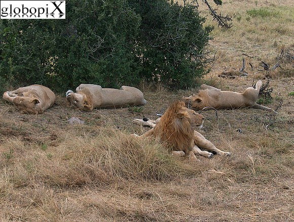 Safari - Lions