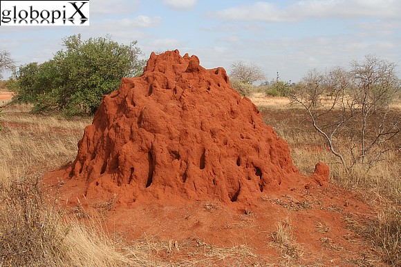 Safari Tsavo - Nido di termiti