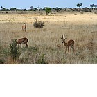 Photo: Impala