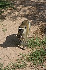 Photo: Baboon