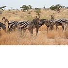 Photo: Zebras