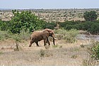 Photo: African elephant