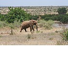 Foto: Elefante africano