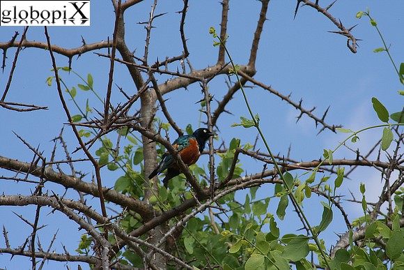 Safari Tsavo - Uccello colorato
