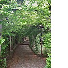 Photo: Hornbeam in the Giardini Estensi