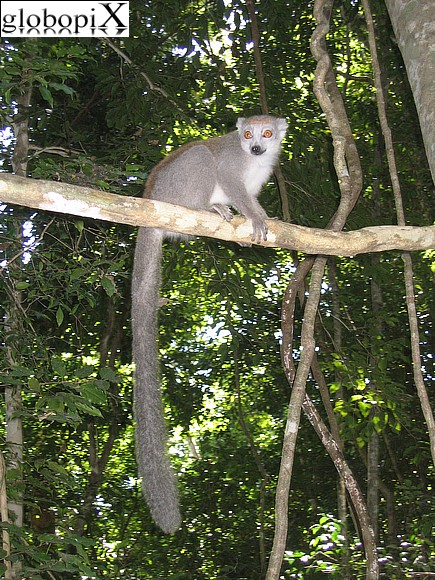 Nosy Be - Lemure