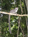 Foto: Lemure