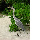 Photo: Maldive - Maafushivaru