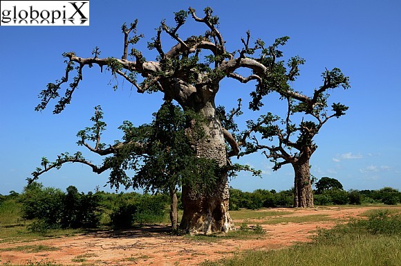 Tour del Mali - Baobab
