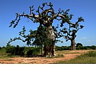 Foto: Baobab