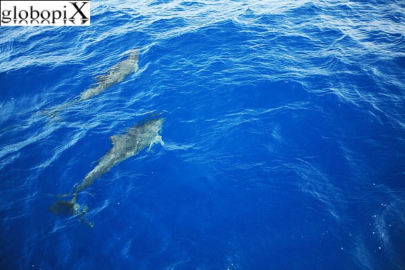 Isole Marchesi - Delfini