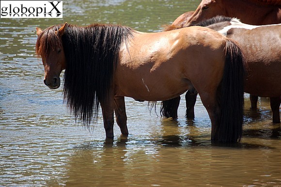 Mongolia - Cavalli mongoli