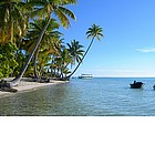 Photo: Palme a Bora Bora