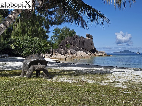 Seychelles - Tartaruga a Curieuse Island