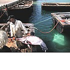 Photo: Fishing in Favignana