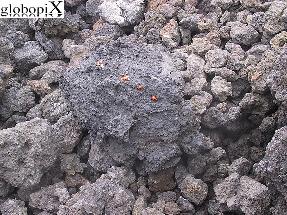 Etna - Ladybirds on igneous rock.