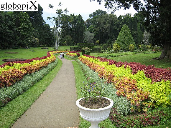 Sri Lanka - Giardino botanico