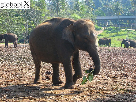 Sri Lanka - Orfanotrofio degli elefanti