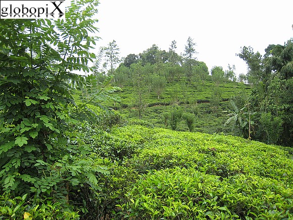 Sri Lanka - Piantagioni di tè