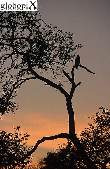 Sudafrica - Kruger National Park - aquila