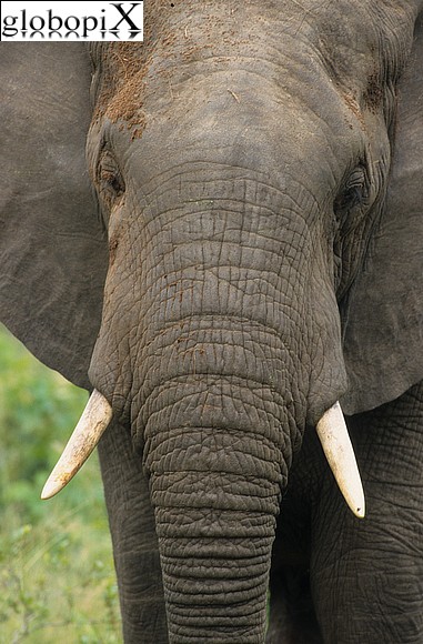 SouthAfrica - Kruger National Park - elefante