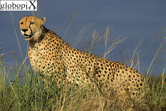 Sudafrica - Kruger National Park - ghepardo