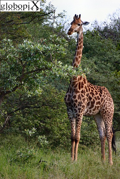 Sudafrica - Kruger National Park - giraffa