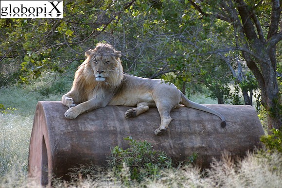 Sudafrica - Kruger National Park - leone