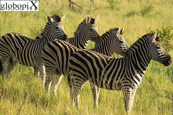 SouthAfrica - Kruger National Park