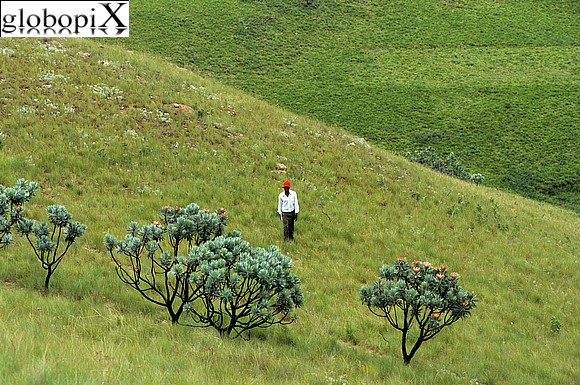 Sudafrica - Piante di Protea