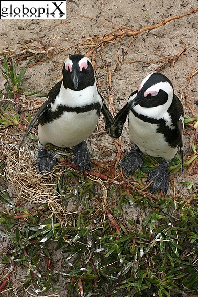 Sudafrica - Pinguini di Boulder
