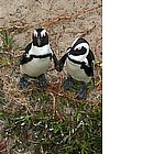 Foto: Pinguini di Boulder