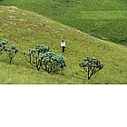 Photo: Piante di Protea