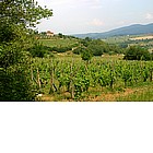 Photo: Views of the Chianti.