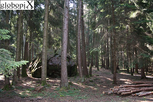 Dolomiti - Fiè's woods
