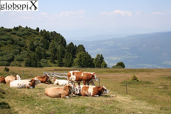 Dolomiti - Herd on Bullaccia
