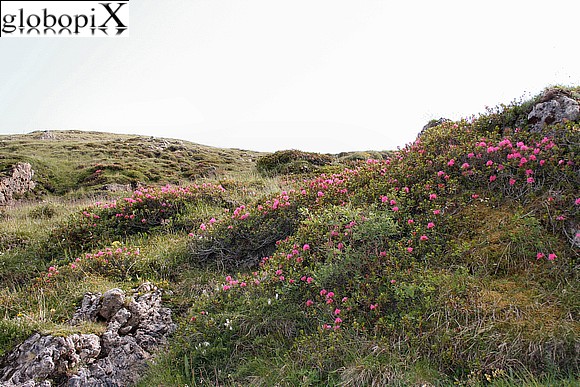 Dolomiti - Rhododendron