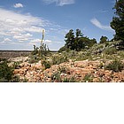 Foto: Vegetazione sul Grand Canyon
