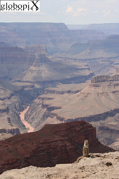 Grand Canyon - Scoiattolo al Grand Canyon