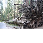 Photo: Mariposa Grove - Fallen Monarch