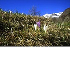 Photo: Flowering Crocchi