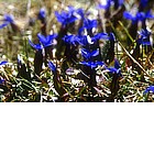 Photo: Gentians