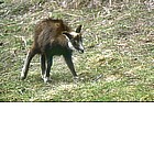 Photo: Young chamois