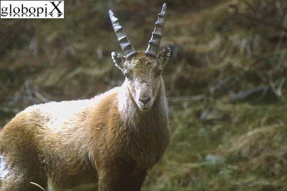 Gran Paradiso - Ibex