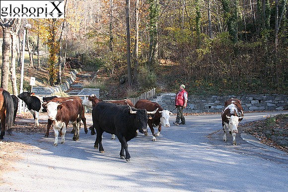Castelli e Forti - Mucche a Verrès