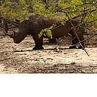 Foto: Rinoceronte nel Parco Mosi-oa-Tunya